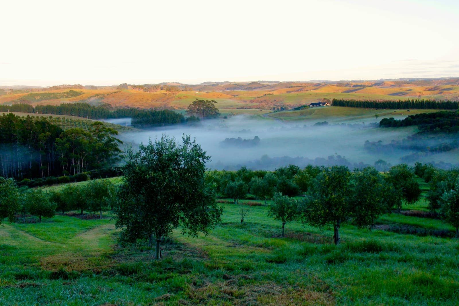 Morning fog over green hills