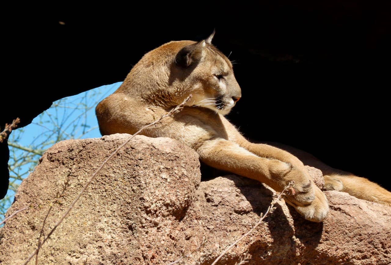 Mountain lion resting on rock