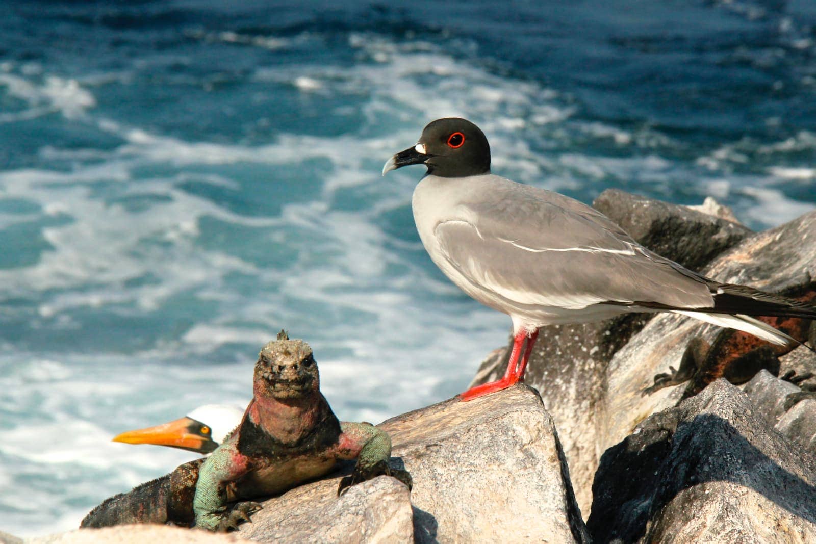 Multi coloured iguana and sea birds on rocks