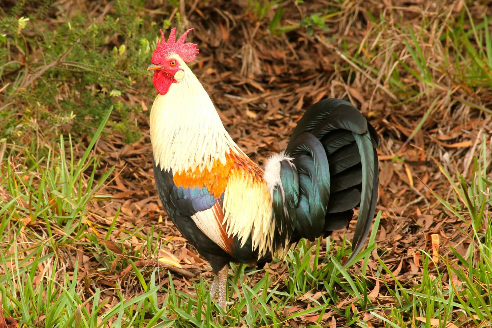 Multi coloured rooster standing on grass
