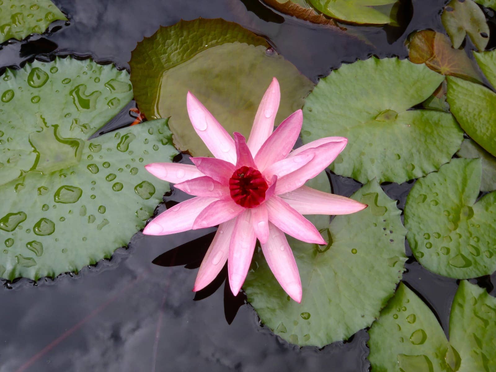 Multi petal pink flower floating on water