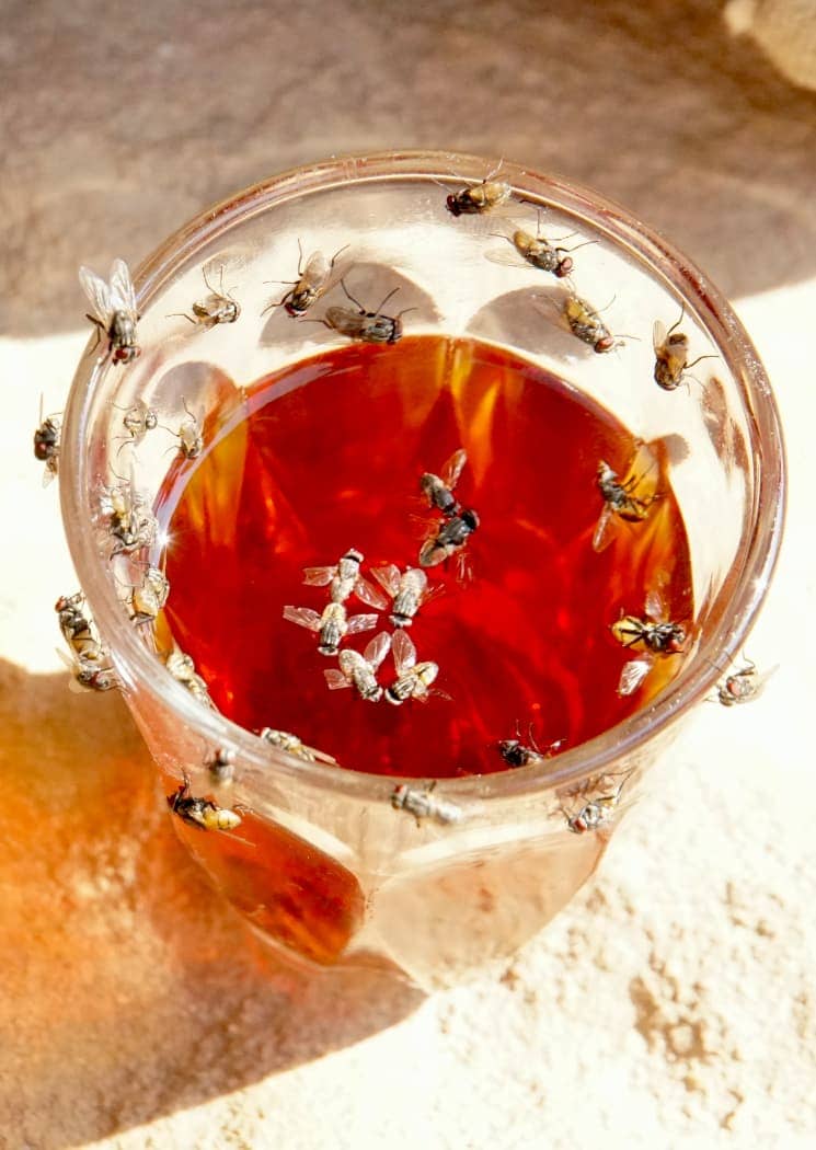 Multiple flies on beverage in Jordan