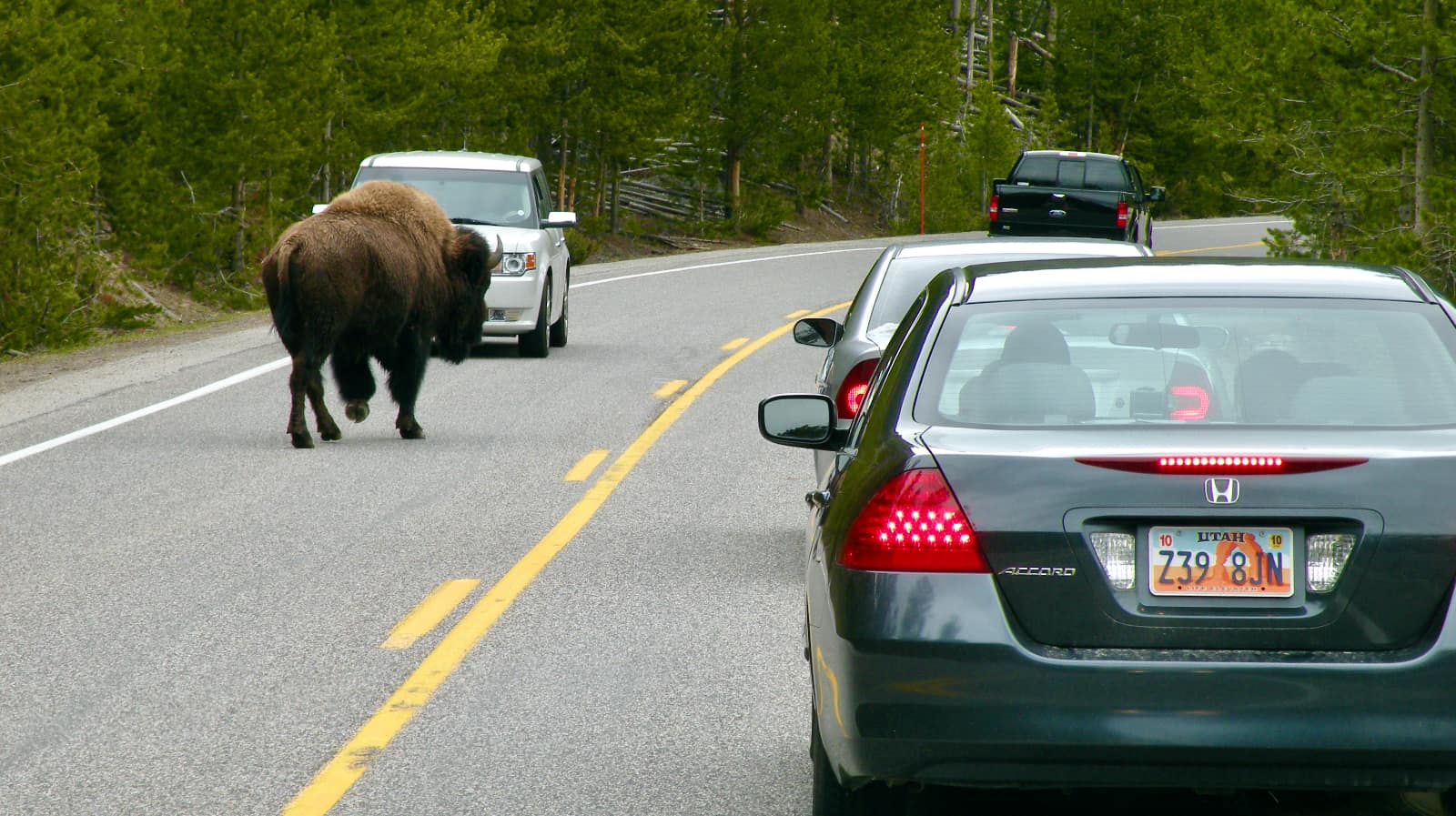 North American bison on roadway with cars in both travel lanes