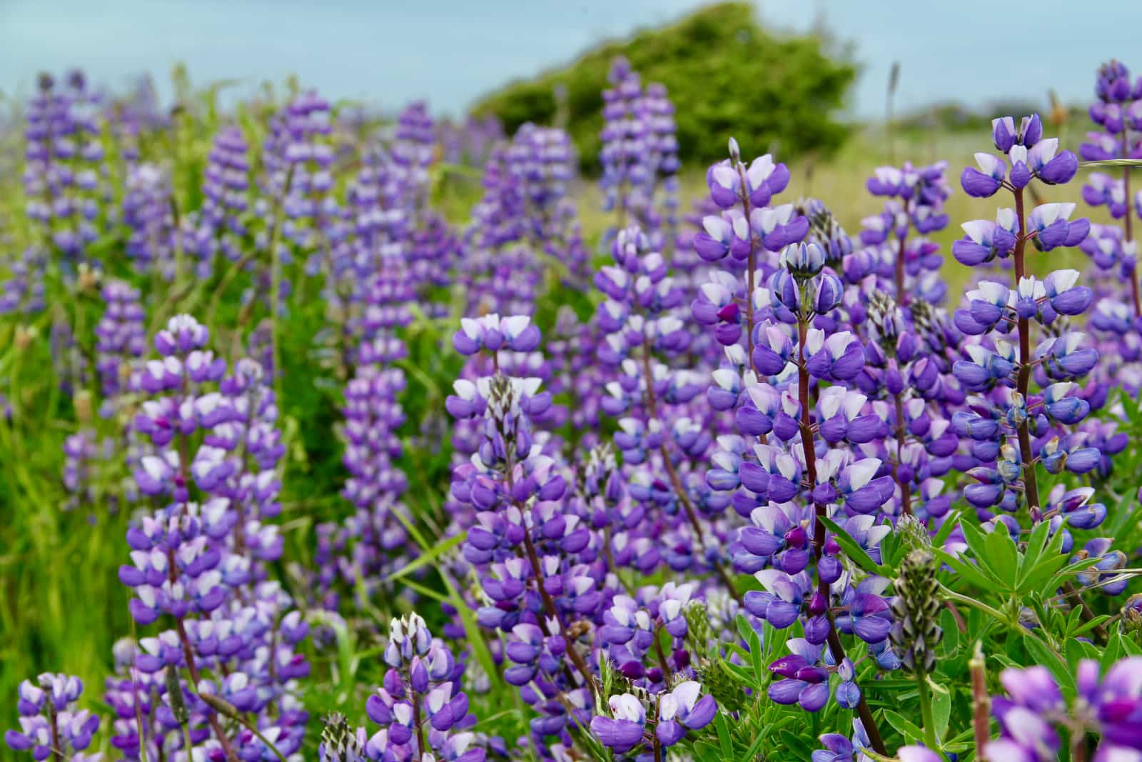 Numerous purple flowers in foreground with blue sky in background