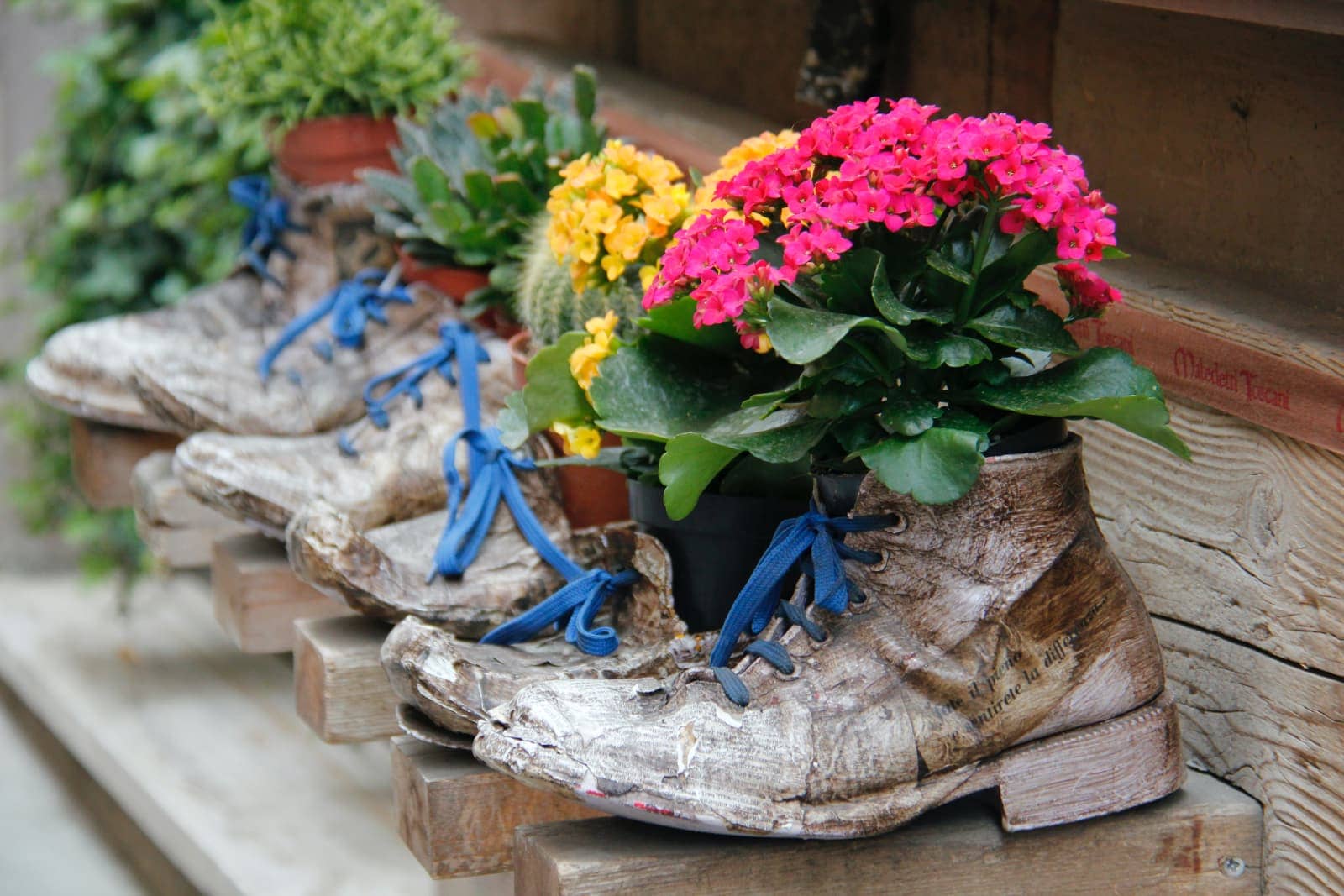 Old boots with colourful flowers planted inside