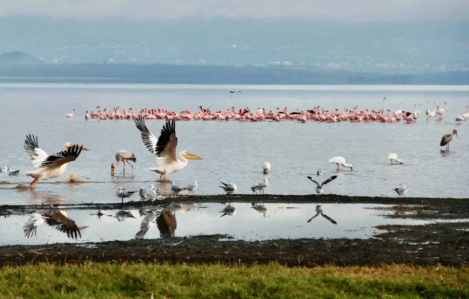 Pelicans and seagulls in foreground with flamingos in background