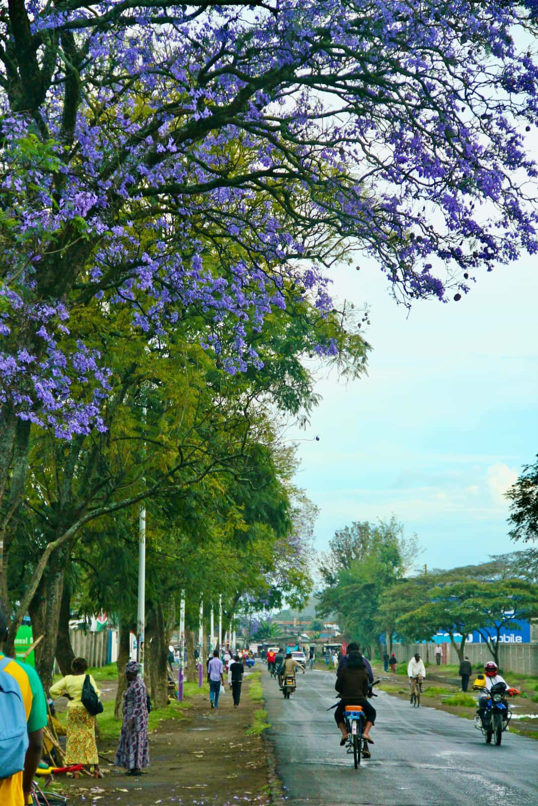 People on roadway with large tree with blue flowers on side of road