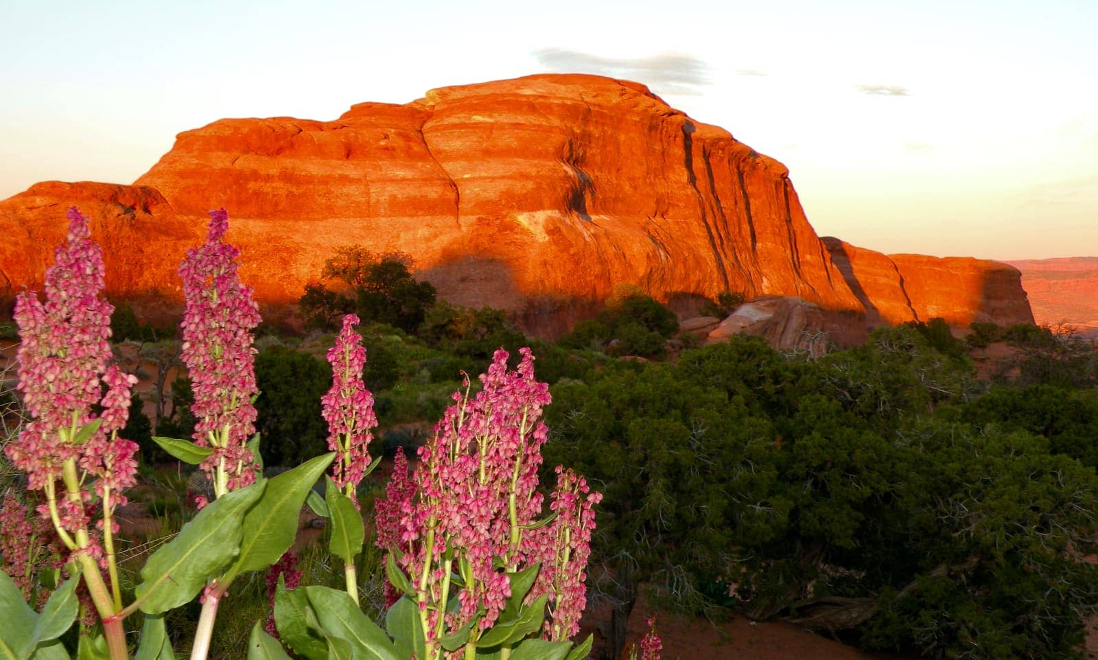 Pink and green flowers in foreground with red rocks and blue sky in background