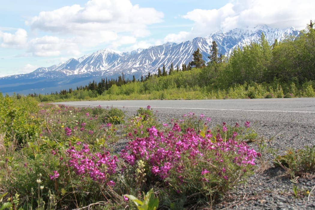 Pink flowers along highway with mountains in background