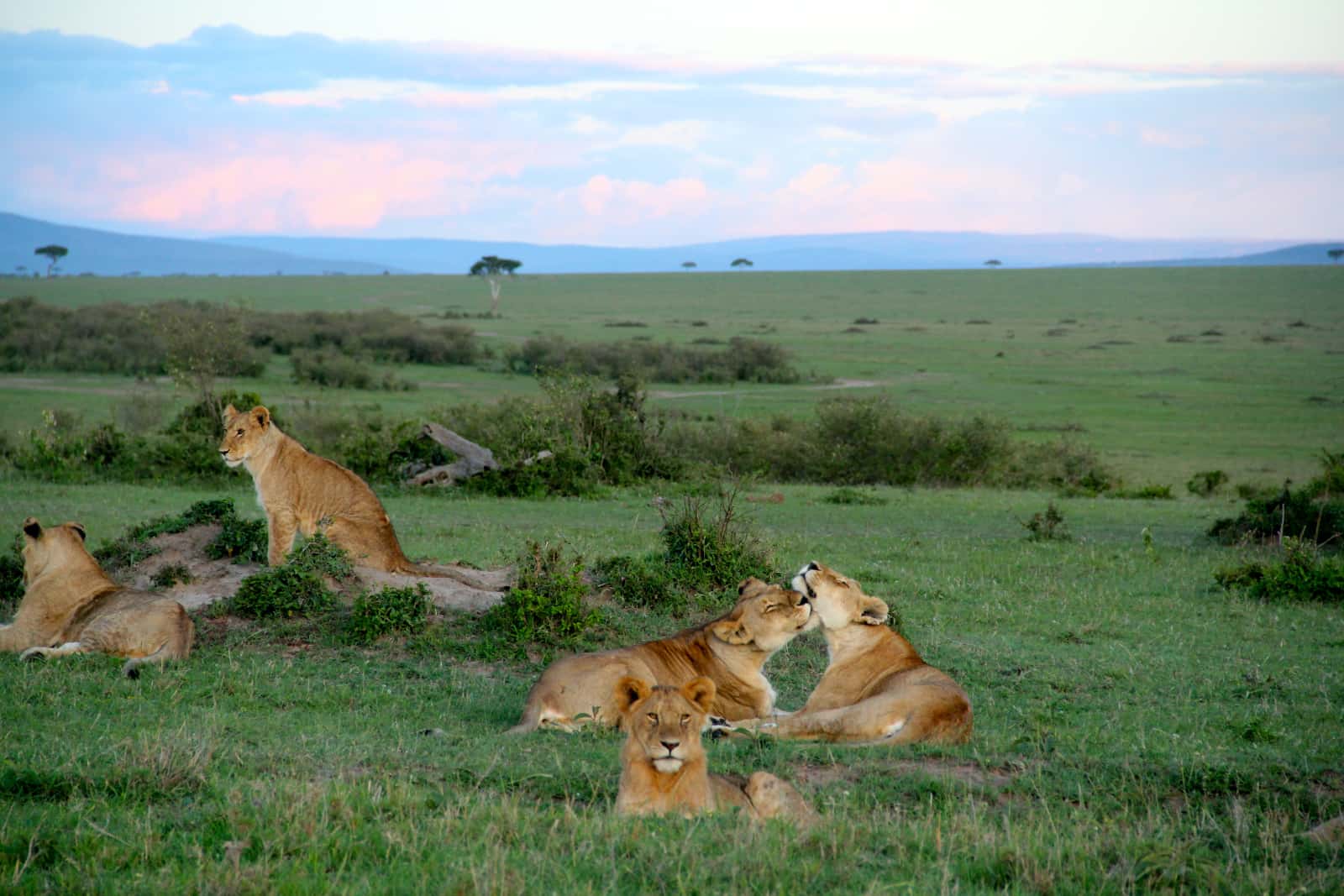 Pride of lions lying on grass at dusk