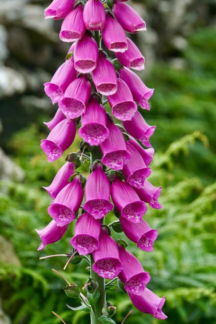 Purple bell shaped flowers