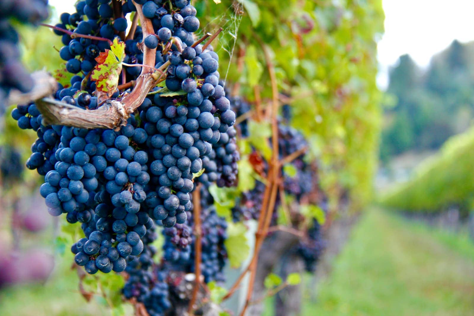 Purple grapes on vine