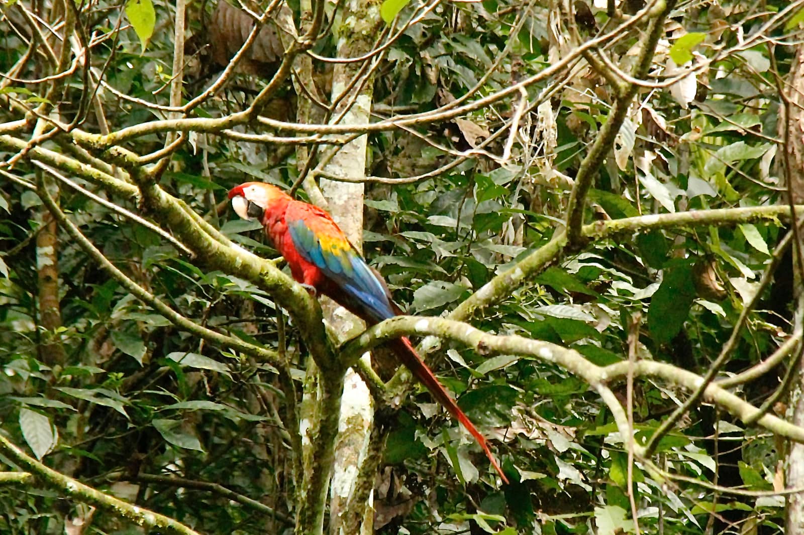 Red, blue and green parrot perched on tree