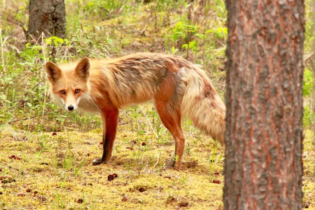 Red fox looking directly at the camera