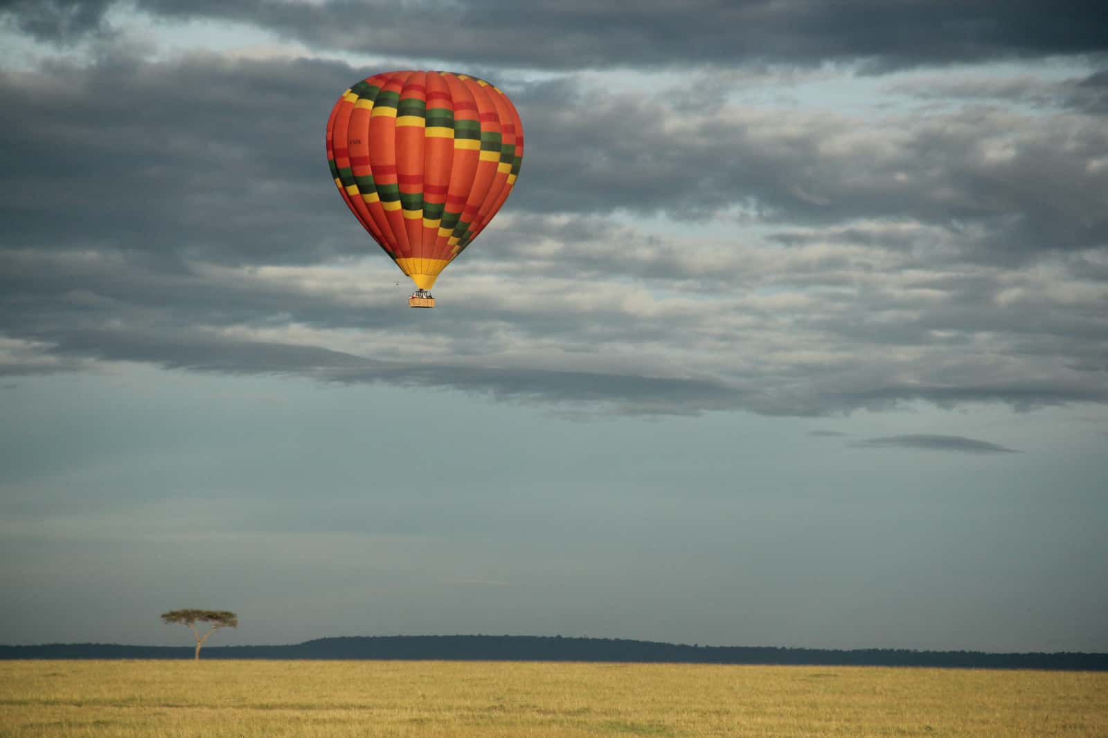 Red, green and yellow flying over African savannah