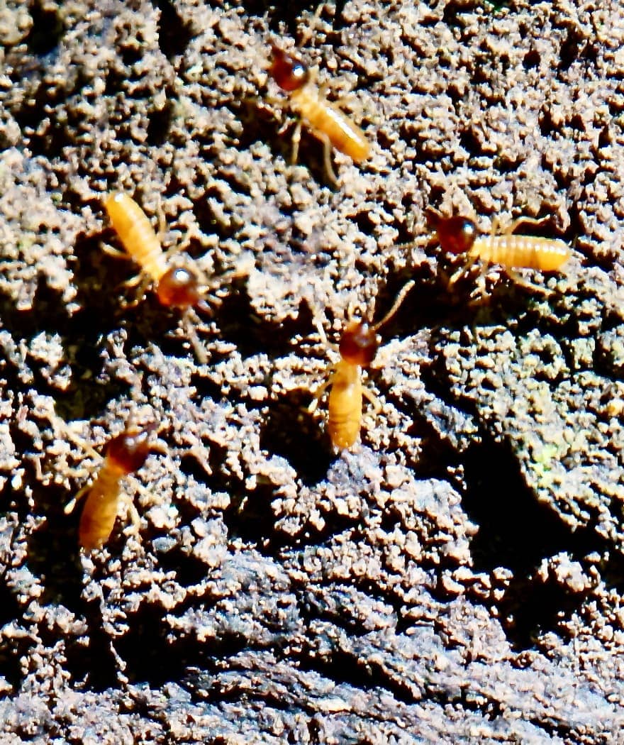 Red headed insects crawling on ground