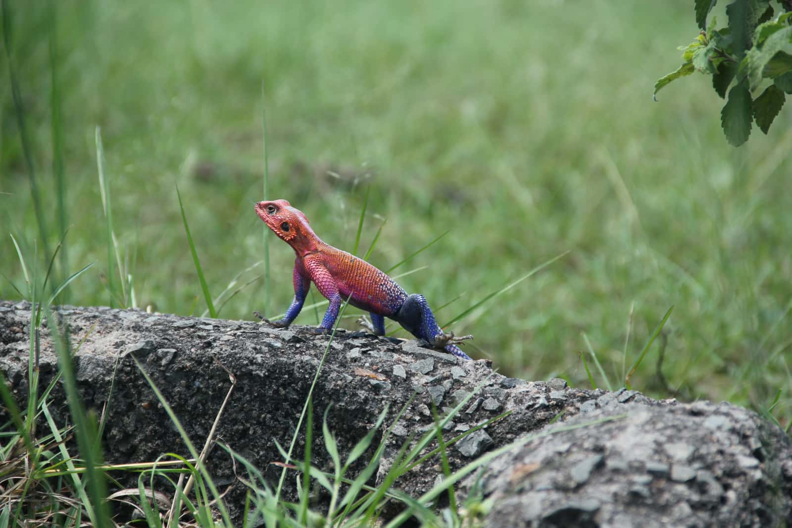 Red, purple and blue skinned lizard resting on rock