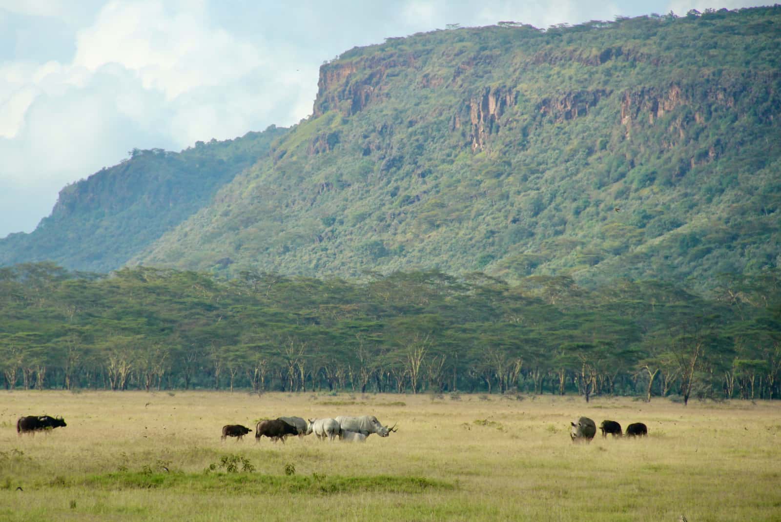 Rhinoceros and buffalo in grass in foreground with table top mountains in background