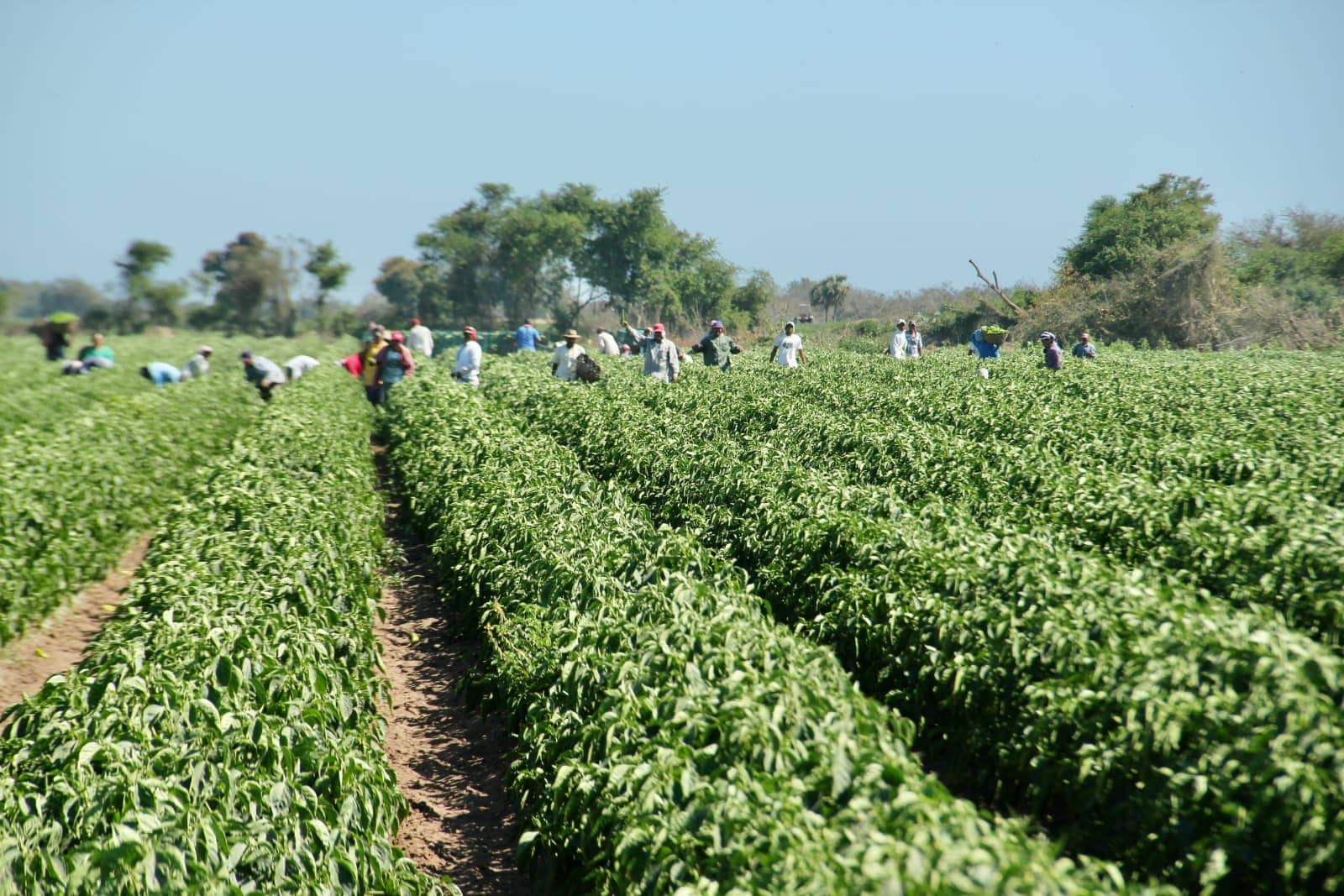 Rows of planted vegetation in foreground with group of farm workers in background