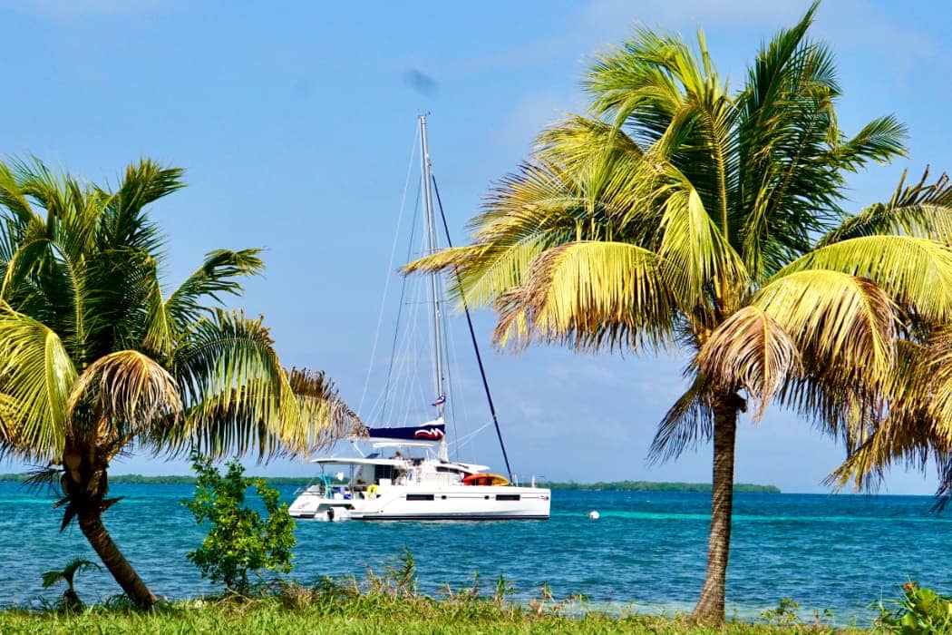 Sailing catamaran framed between palm trees