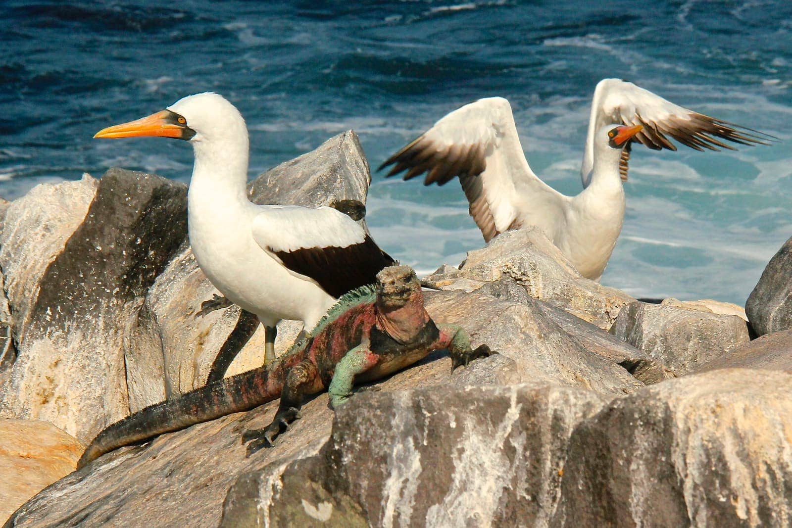 Sea birds and multi coloured iguana on rocks