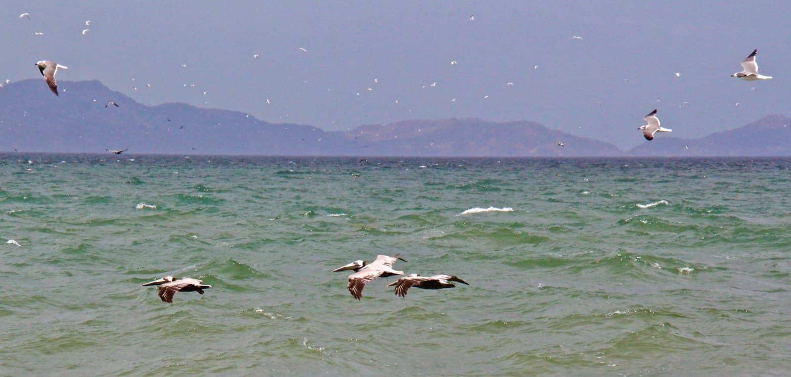 Sea birds flying over water