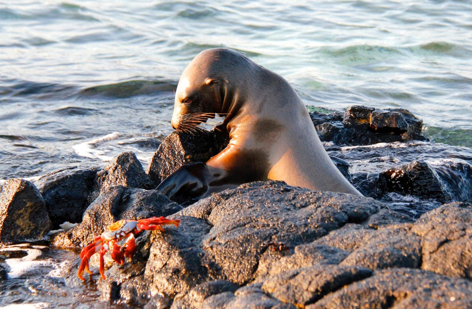 Seal investigating rock in ocean