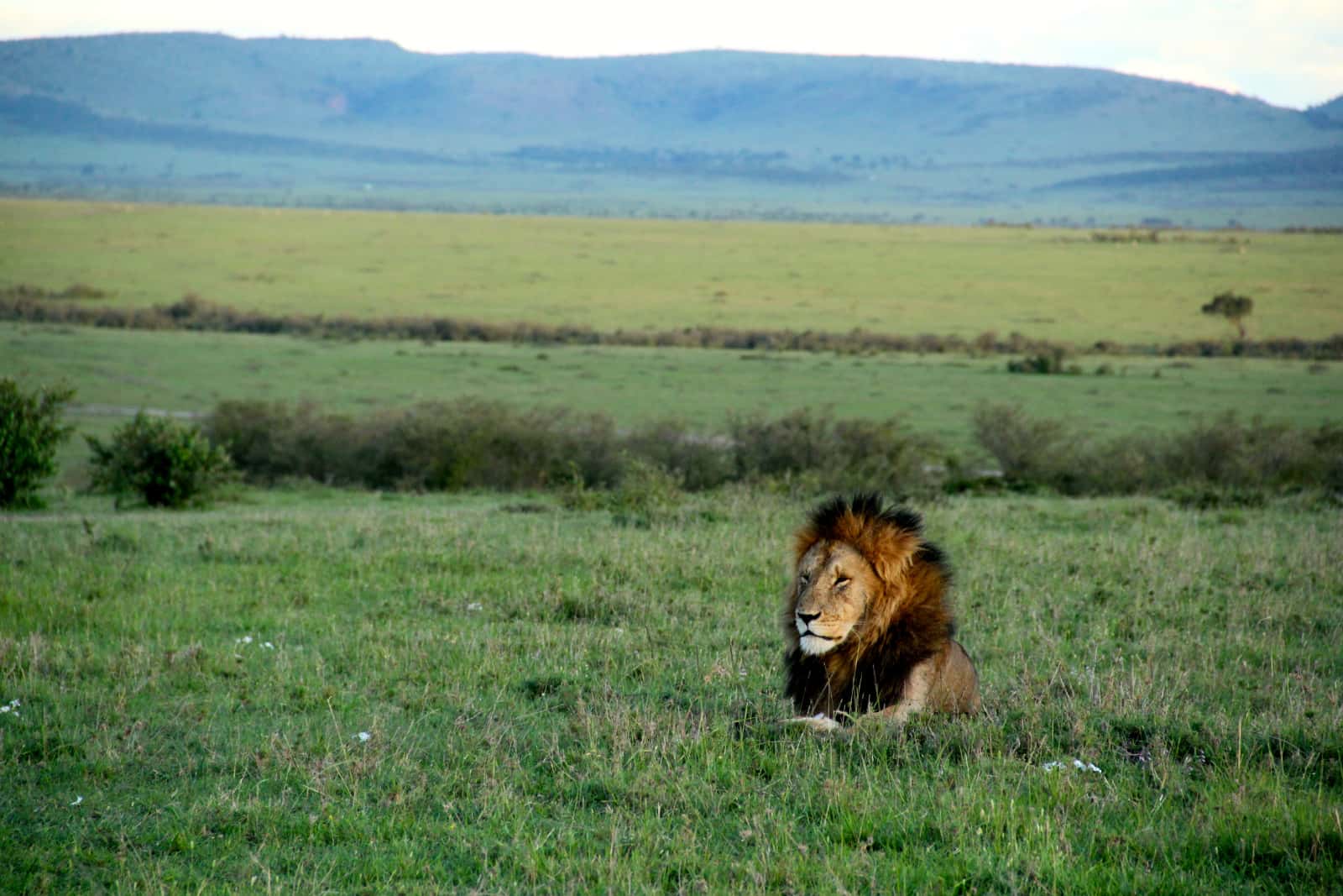 Single male lion lying on grass in foreground with hills in background