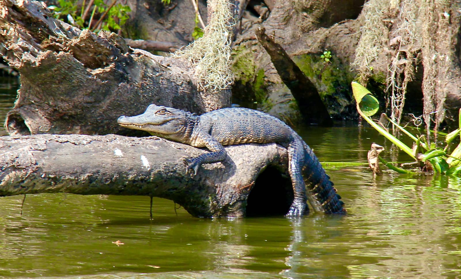 Small alligator laying on log in river