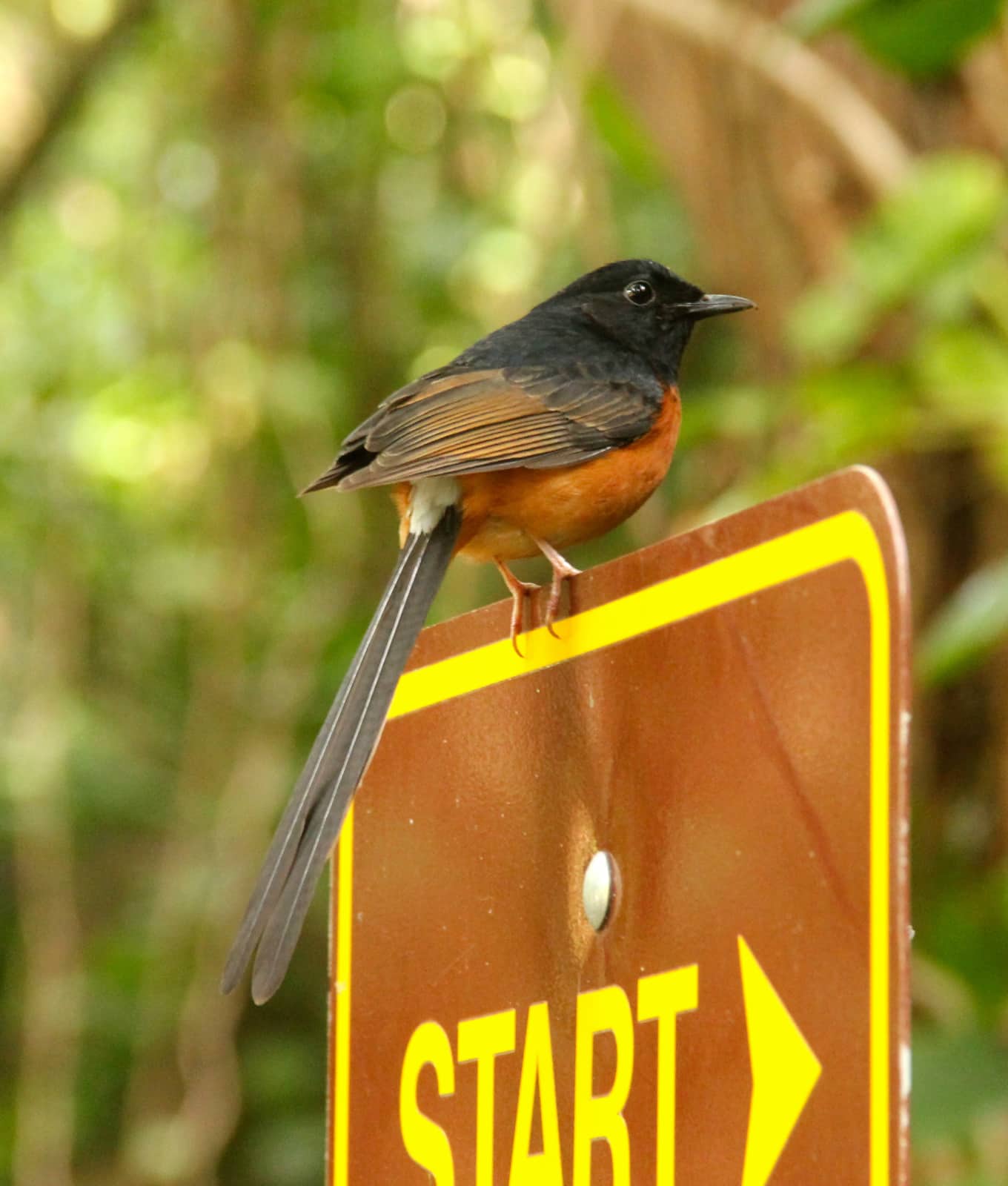 Small black and orange feathered bird perched on trail sign