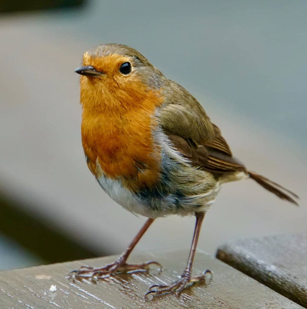 Small orange and brown feather bird on table