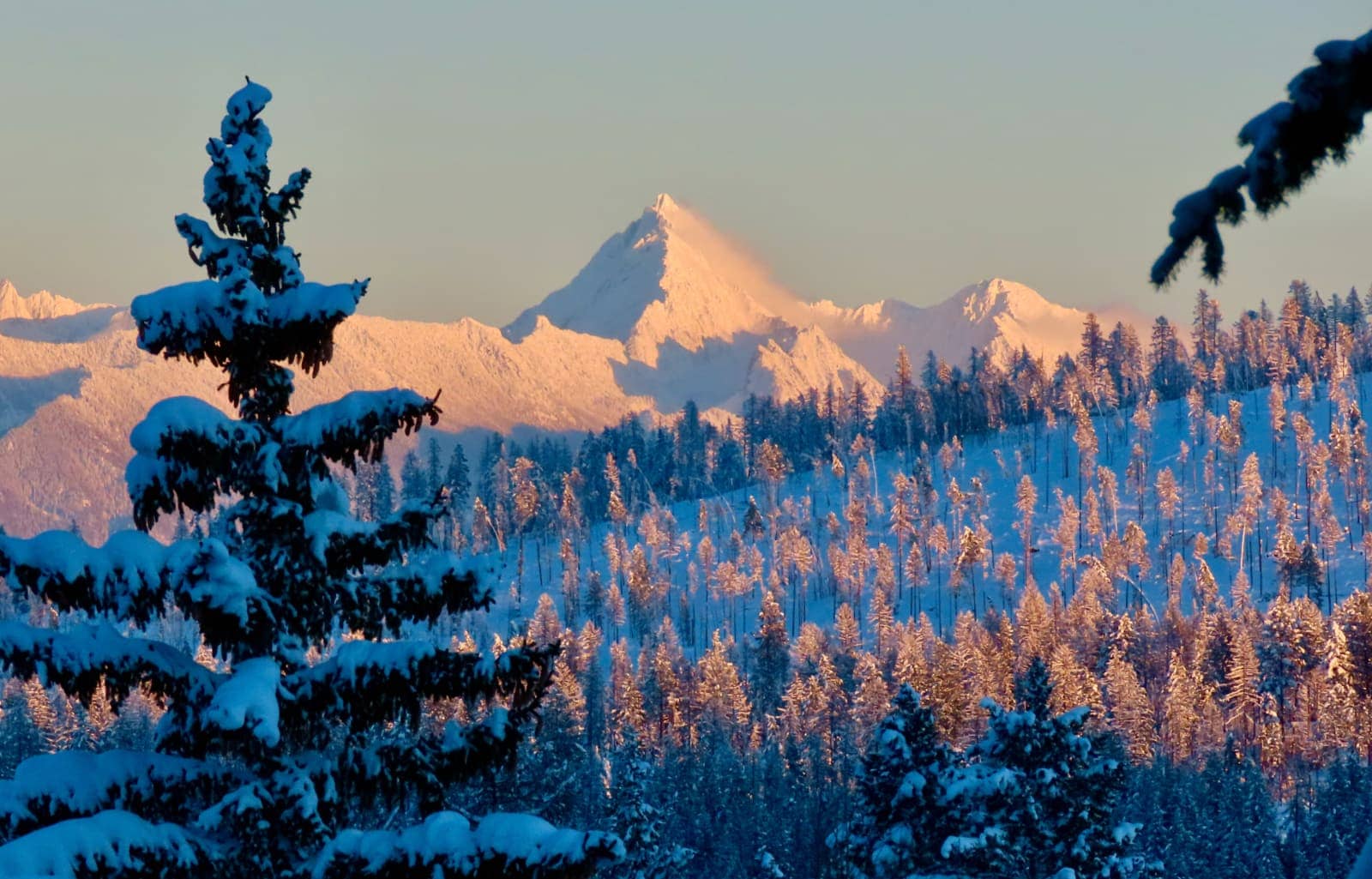 Snow covered mountain and pine trees