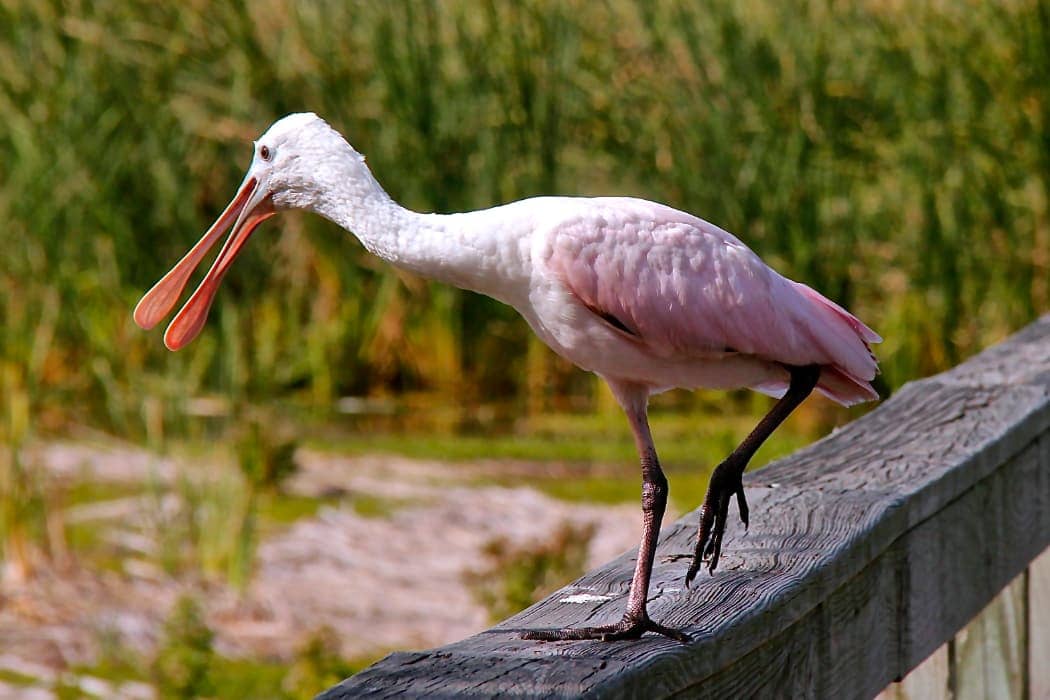 Spoon billed bird with pink feathers walking on railing