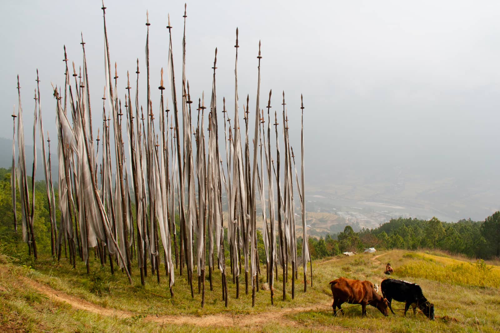 Tall flags with yaks in foreground and trees in background