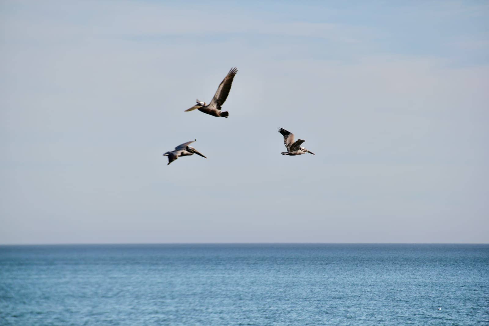 Three large brown pelicans flying low over ocean