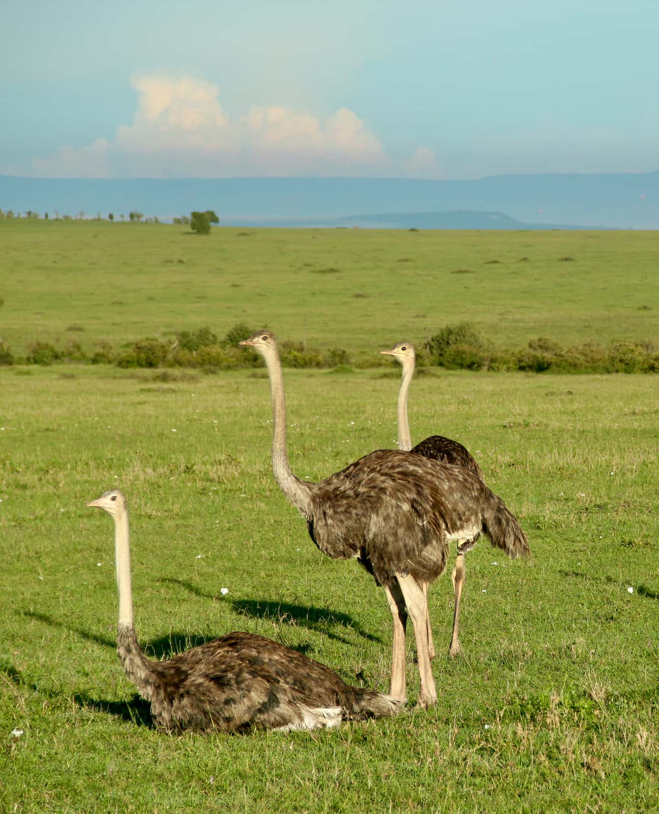 Three ostrich in foreground with green savannah in background