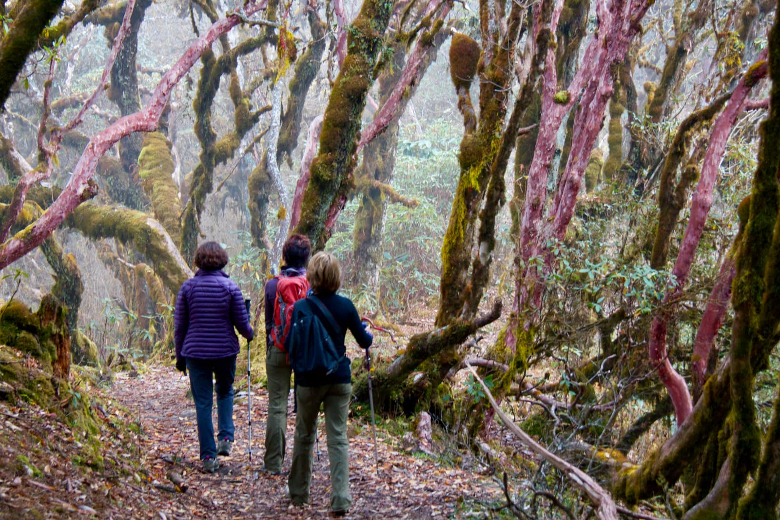 Three people walking through forest with moss covered trees