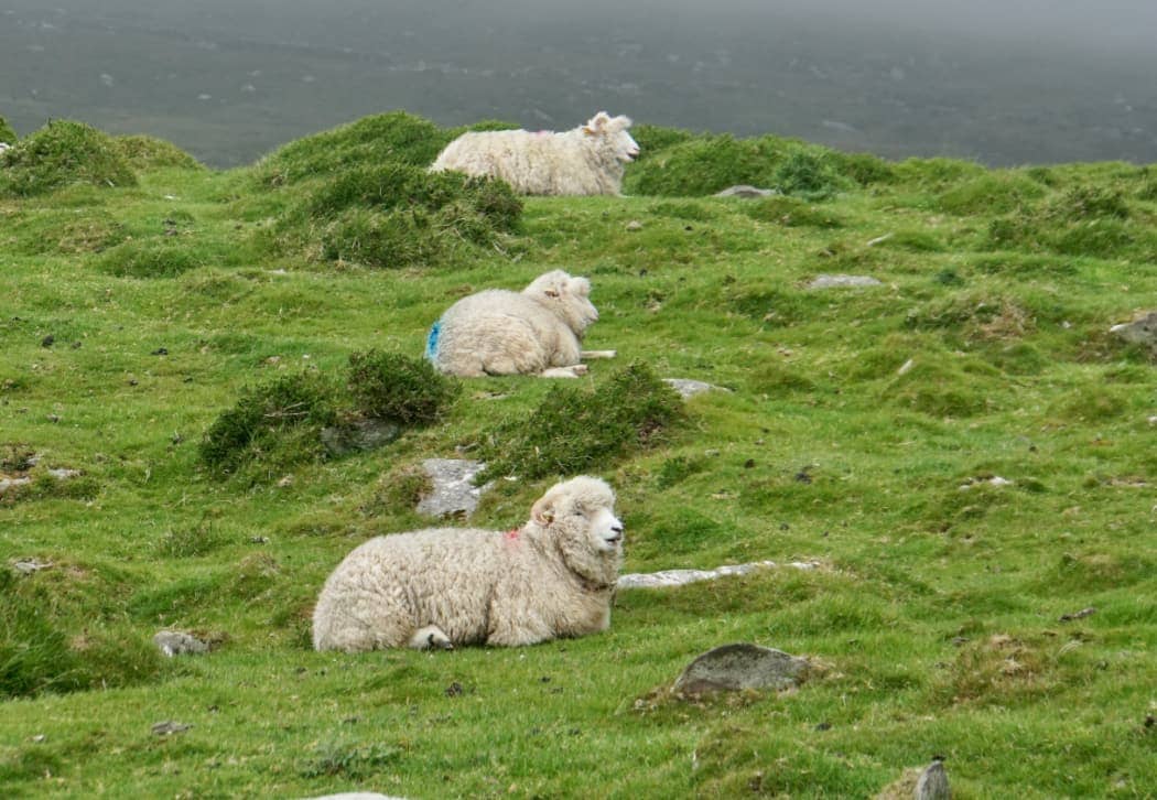 Three sheep lying on grass