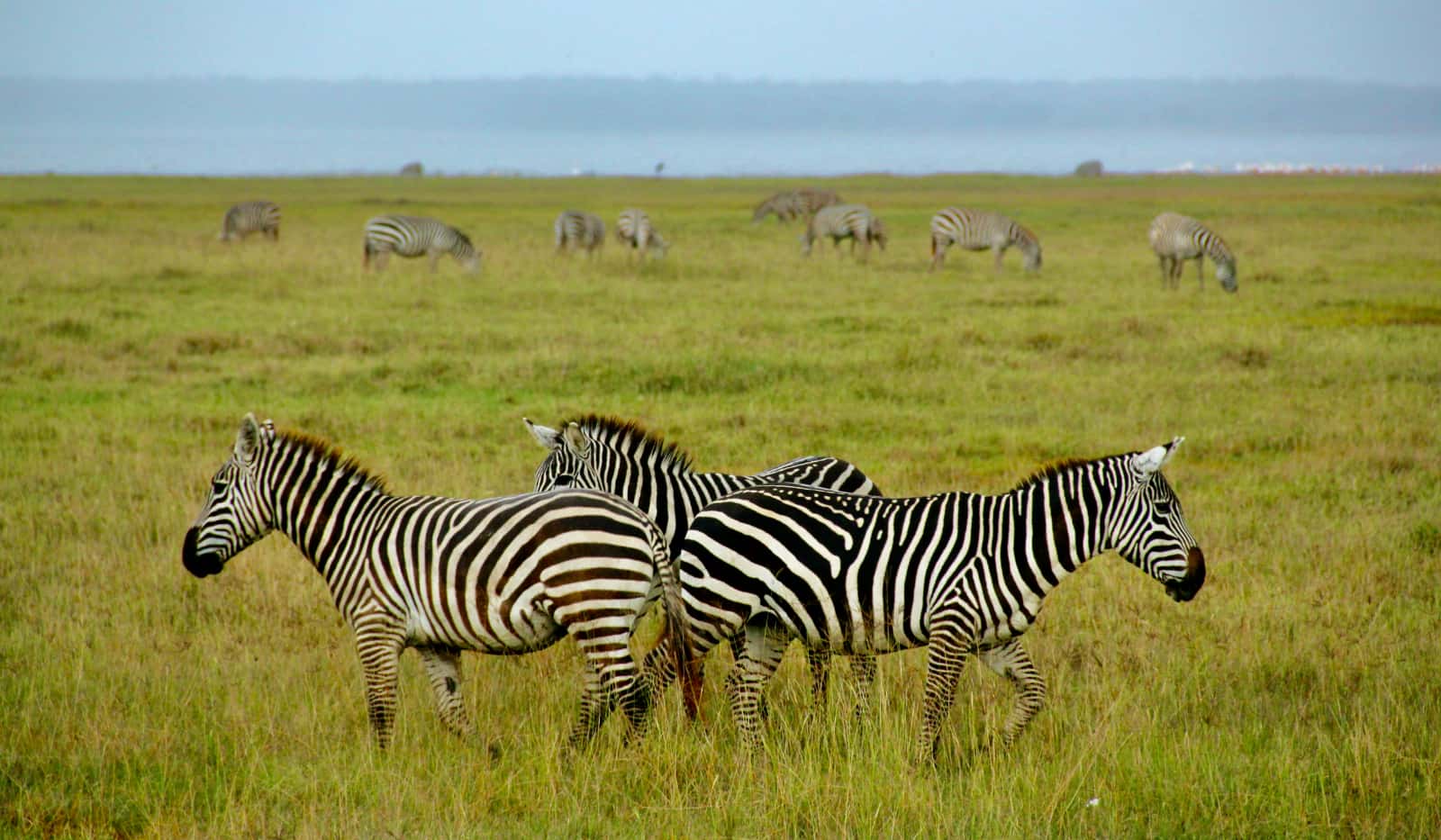 Three zebra in foreground with a small group of zebra in background