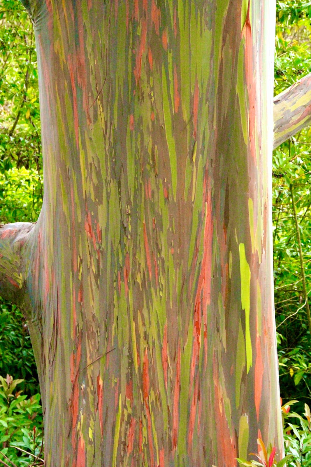Tree with red and green naturally painted bark