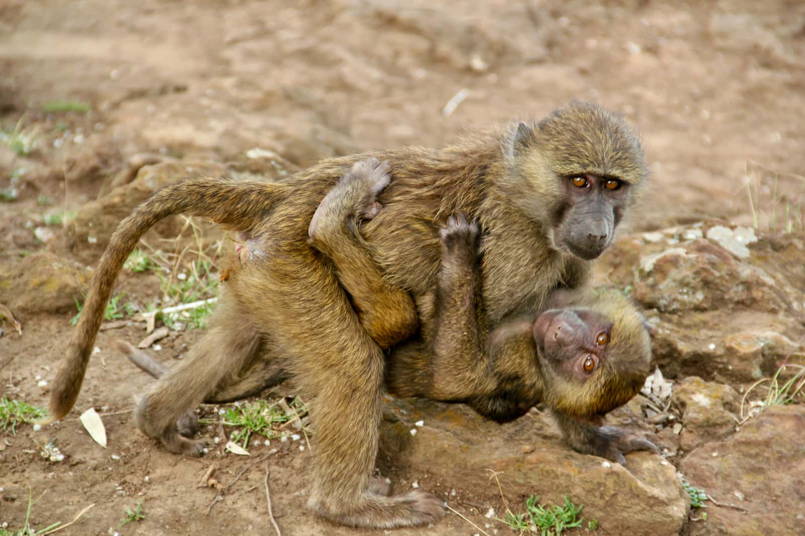 Two baboons playing on ground