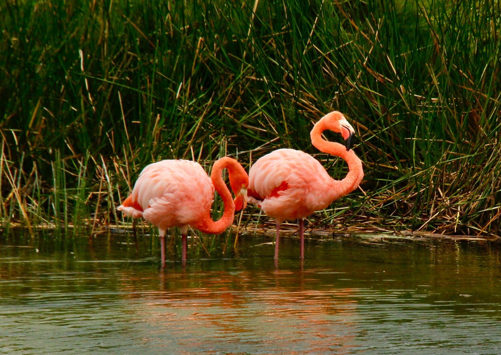 Two bright pink flamingos standing in water