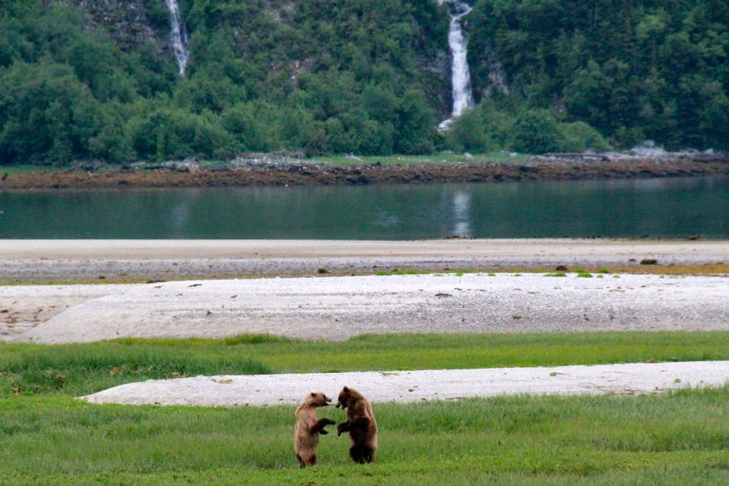 Two brown bears interacting in grassy field