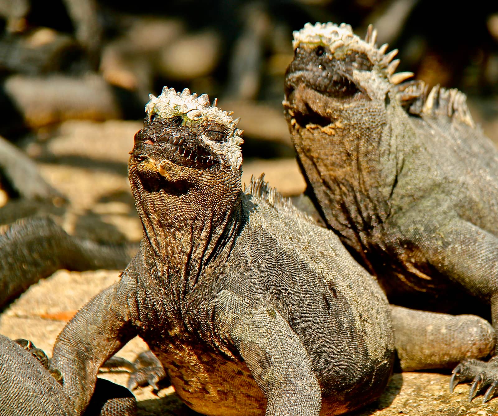 Two iguanas sunning on rocks