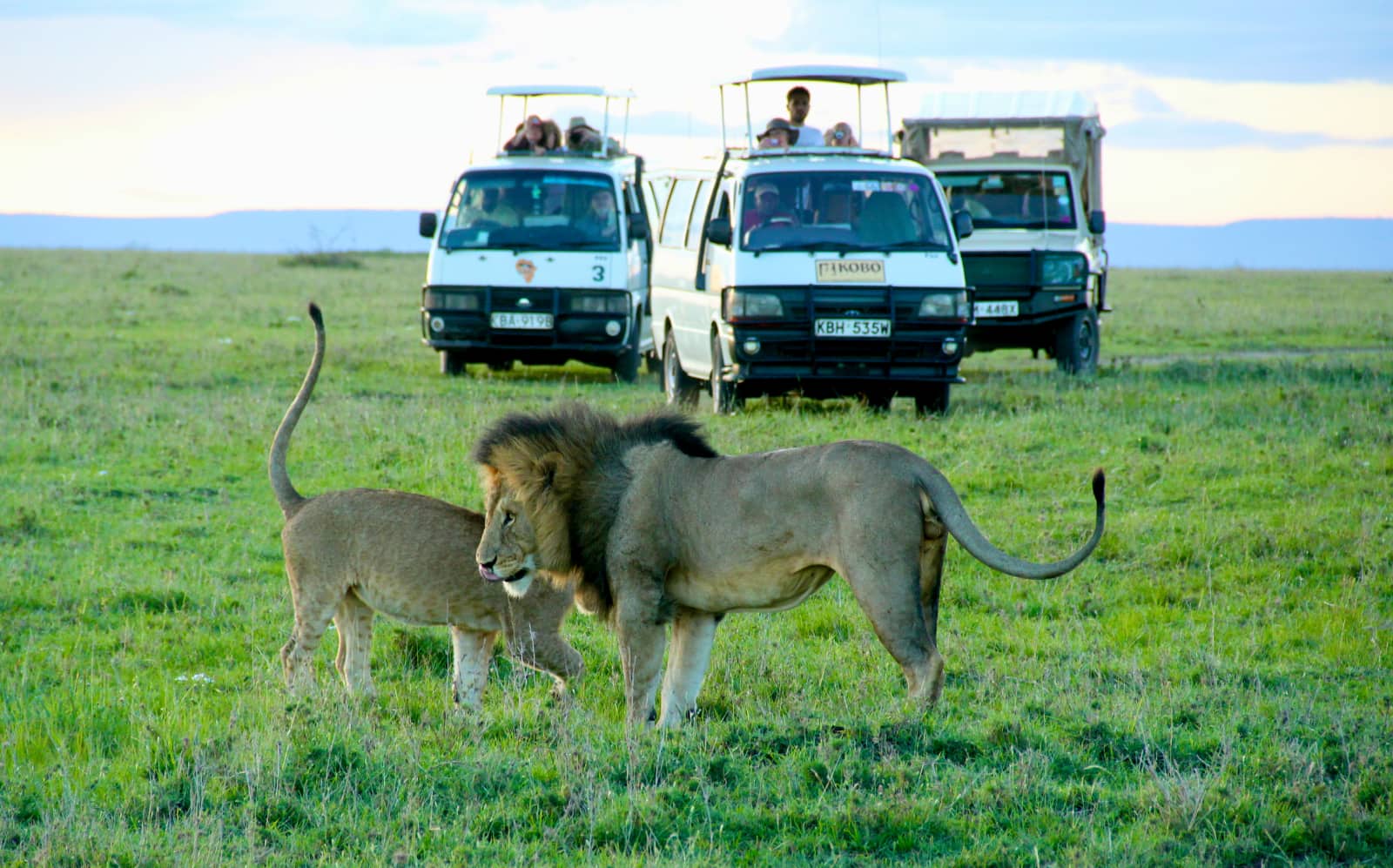 Two lions interacting in foreground with safari vehicles and people in background