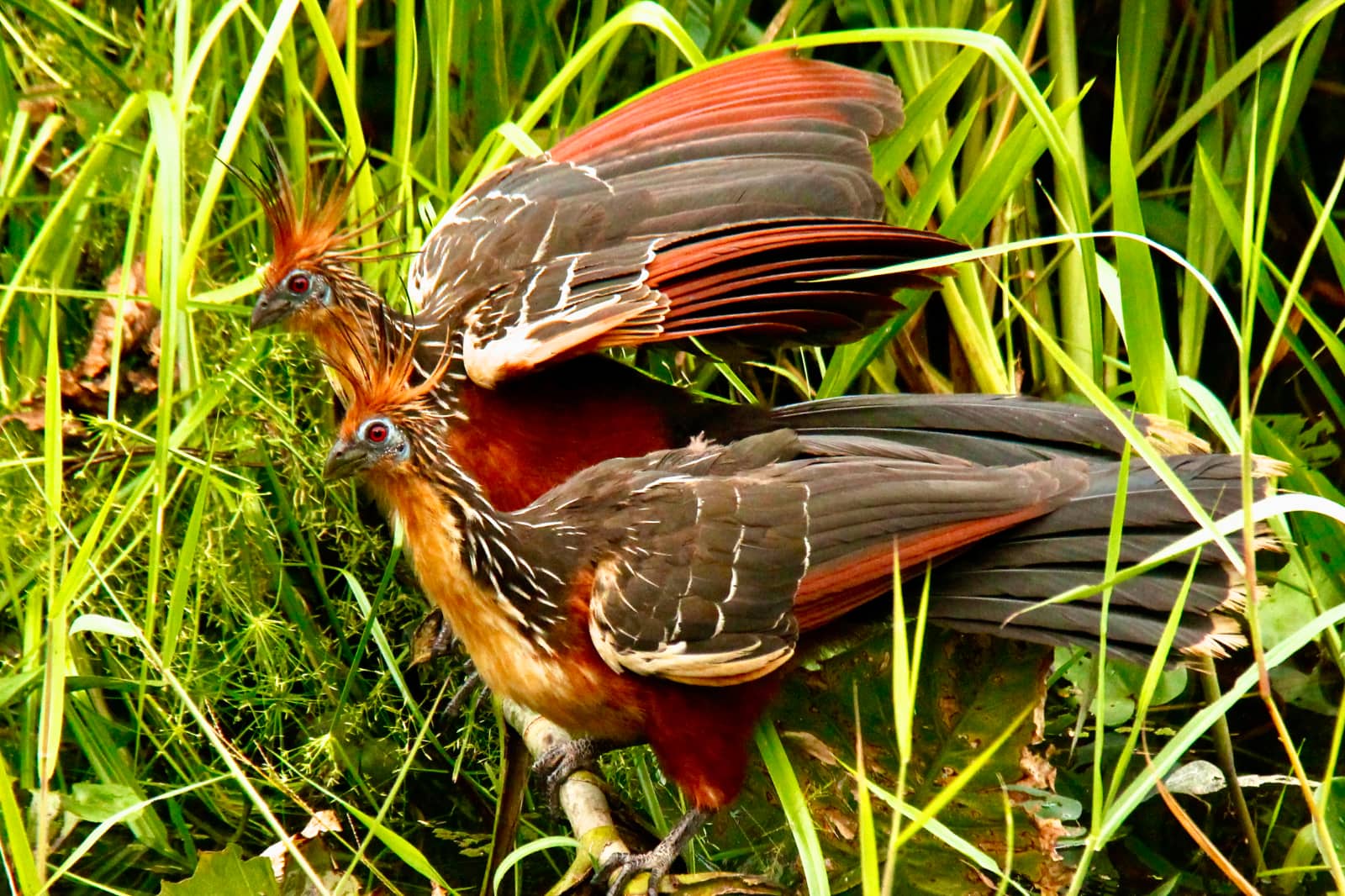 Two multi coloured birds sitting in grass