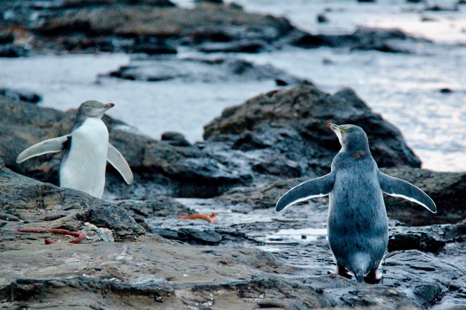 Two penguins waddling toward each other