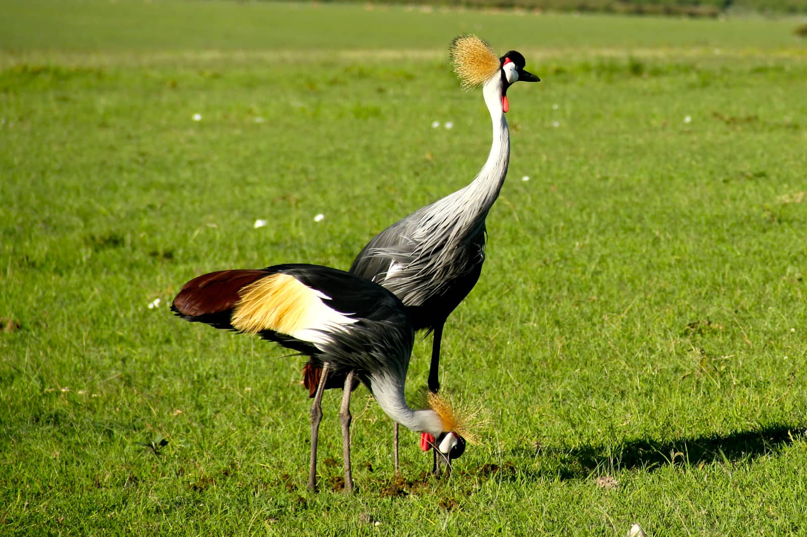 Two tall black, white and yellow feathered birds standing on grass