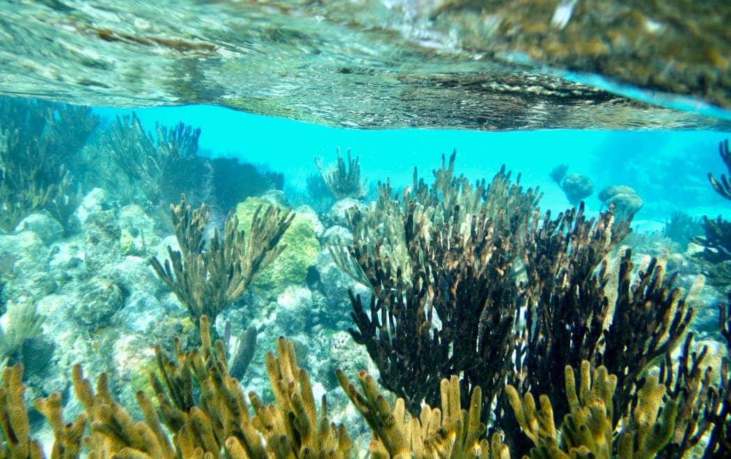 Underwater view of coral reef