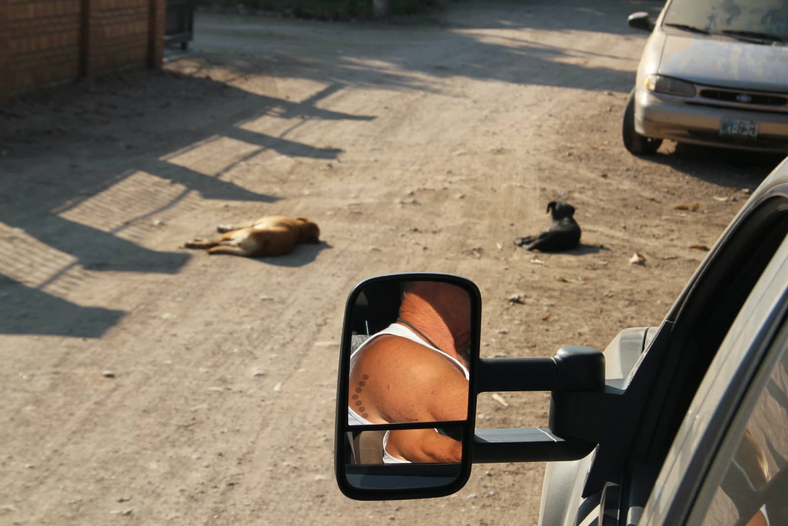 Vehicle external mirror in foreground with two dogs in background